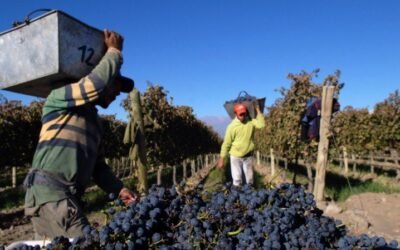 De acuerdo al INV, en Mendoza se cosechará un 28% más de uva que el año pasado.