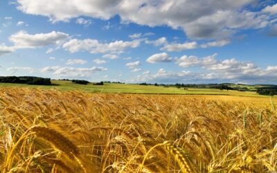 Cuáles son las medidas que el Gobierno tomará a favor del campo